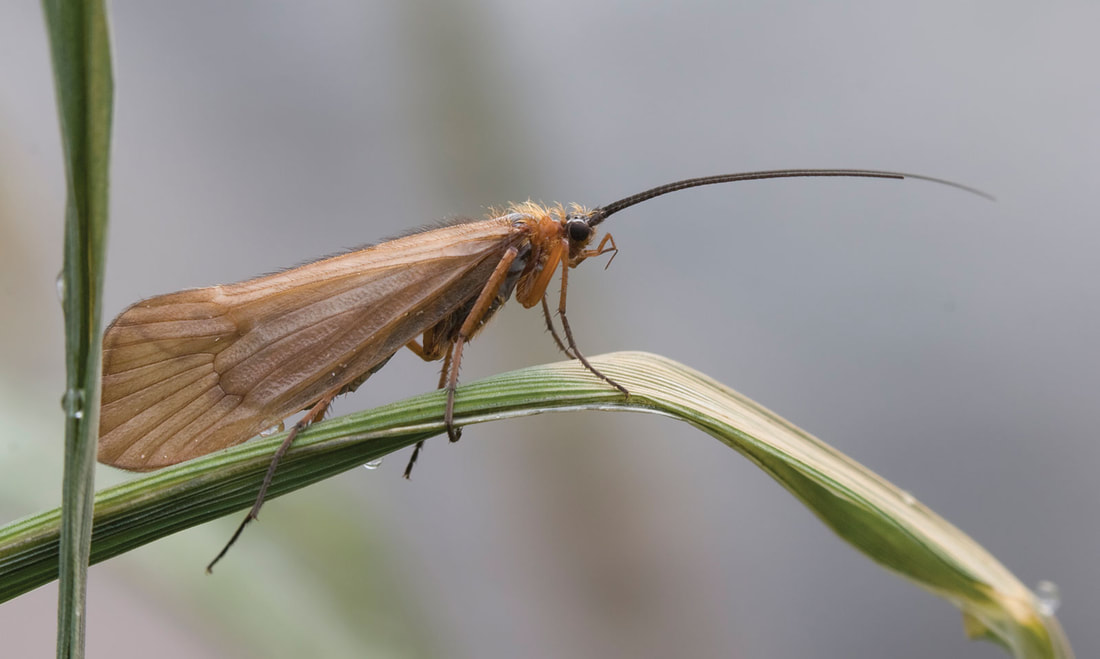 Caddisfly