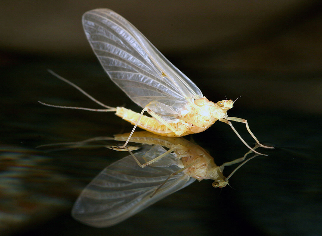 Sulfur mayfly